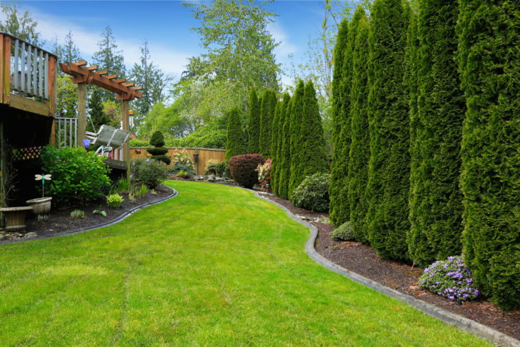  conifères pour le jardin