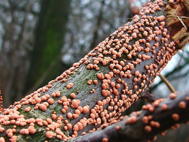 conifères pour le jardin