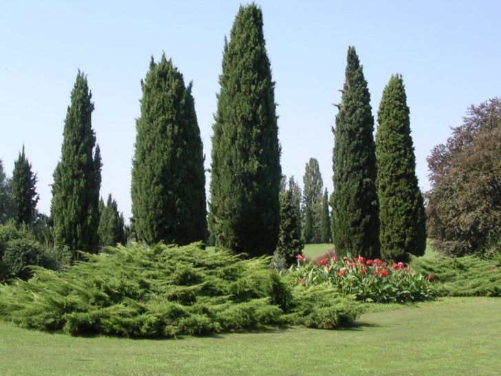  conifères pour le jardin