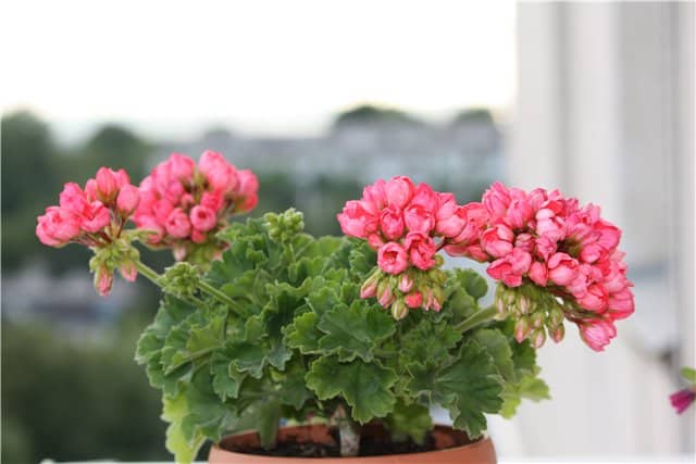 fleurs pour le bureau