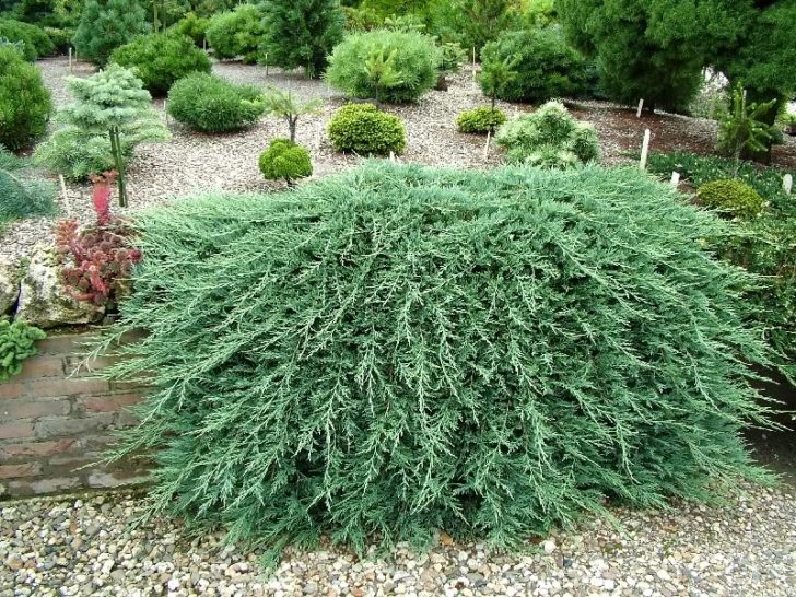  conifères pour le jardin