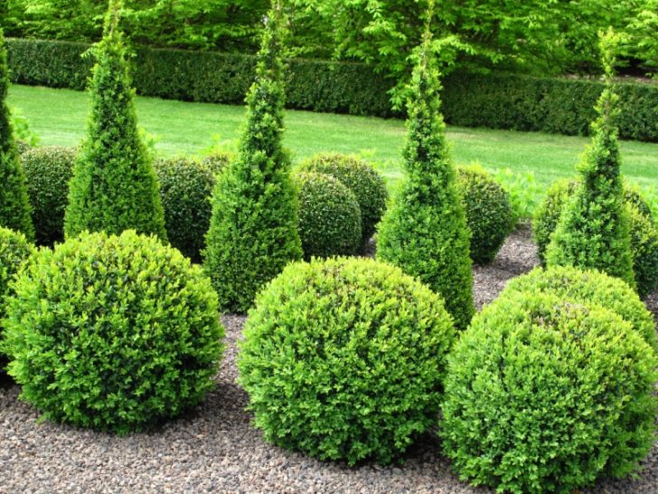  conifères pour le jardin