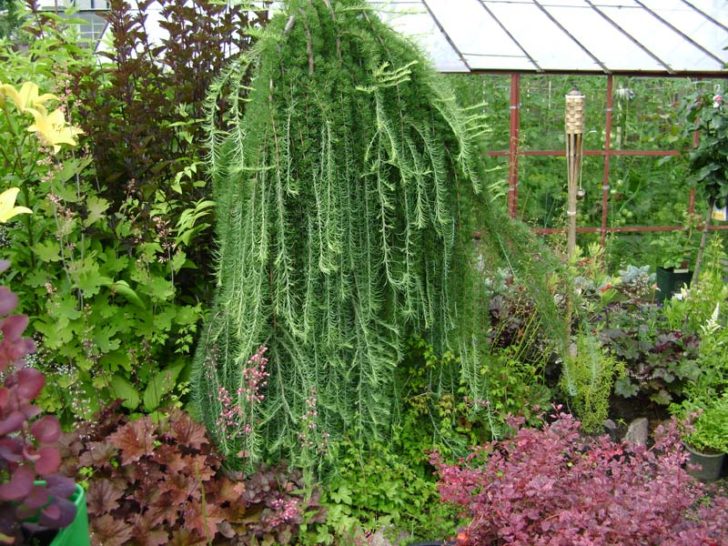  conifères pour le jardin