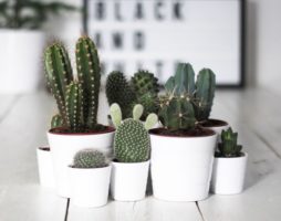 Types de cactus pour la décoration intérieure