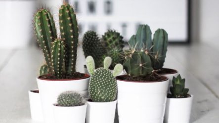 Types de cactus pour la décoration intérieure