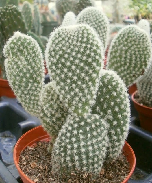 cactus maison