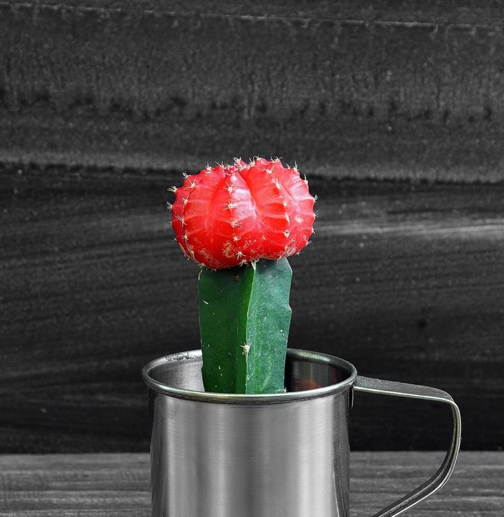 cactus maison