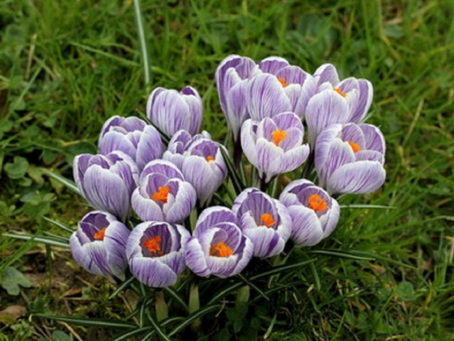 fleurs de jardin de printemps