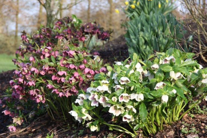 fleurs de jardin de printemps