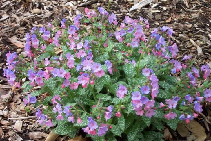 fleurs de jardin de printemps