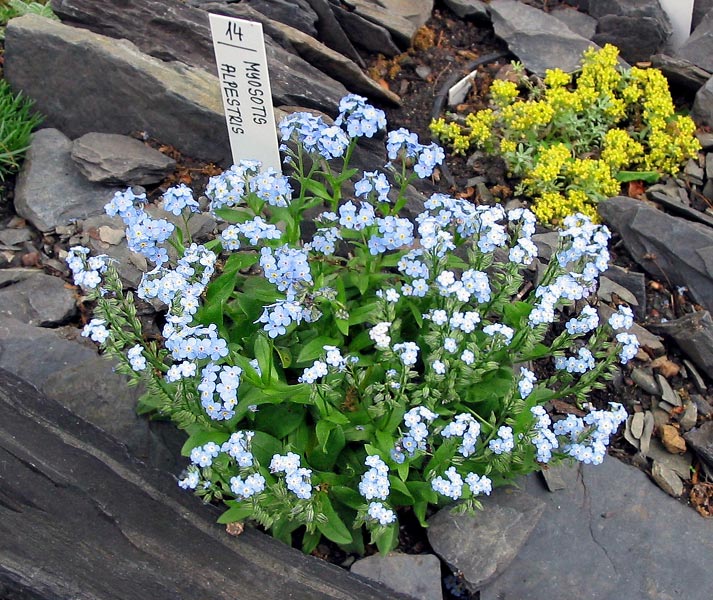 fleurs de jardin de printemps