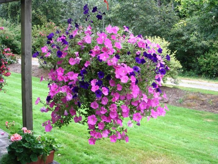 fleurs de jardin de printemps