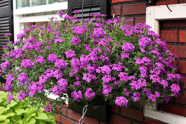 fleurs de jardin de printemps