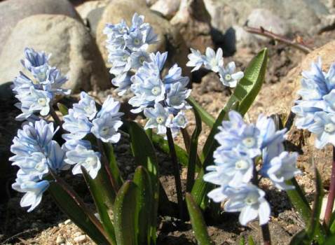 fleurs de jardin de printemps