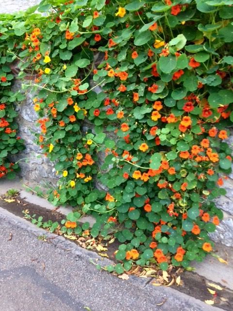 fleurs de jardin de printemps