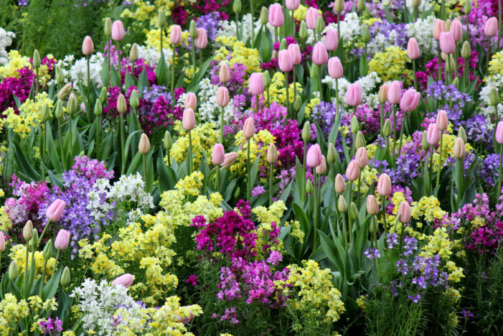 fleurs de jardin de printemps