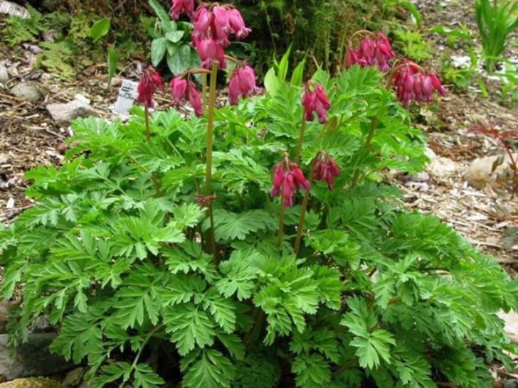 fleurs de jardin de printemps