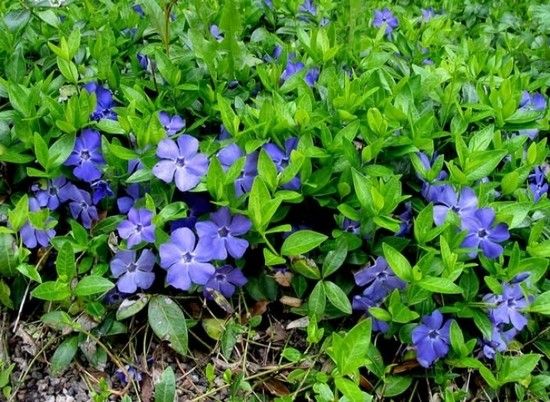 fleurs de jardin de printemps