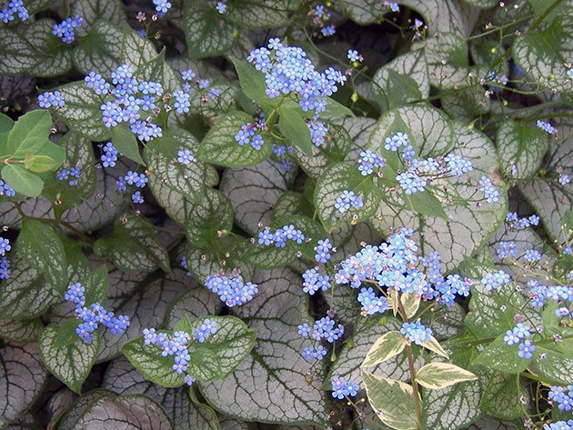 fleurs de jardin de printemps