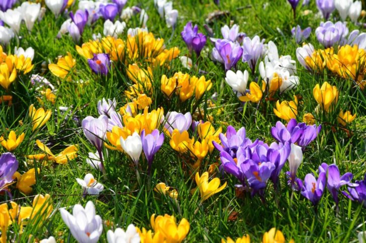 fleurs de jardin de printemps