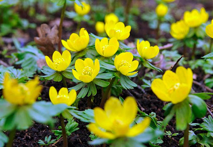 fleurs de jardin de printemps