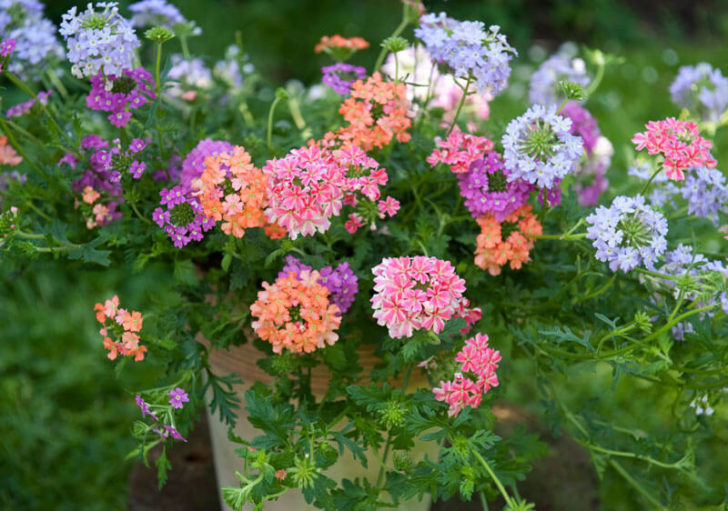 fleurs de jardin de printemps