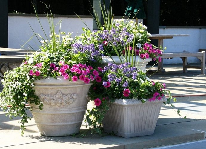 fleurs de jardin de printemps