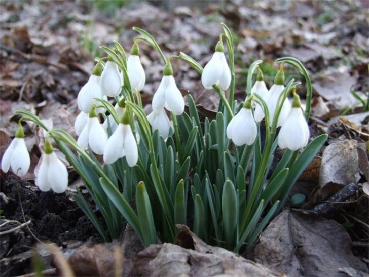 fleurs de jardin de printemps