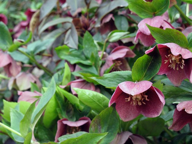 fleurs de jardin de printemps