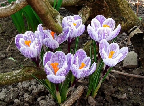 fleurs de jardin de printemps