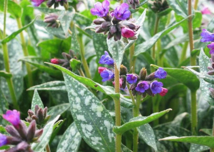 fleurs de jardin de printemps