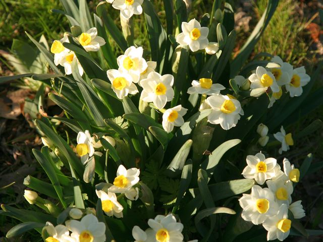 fleurs de jardin de printemps