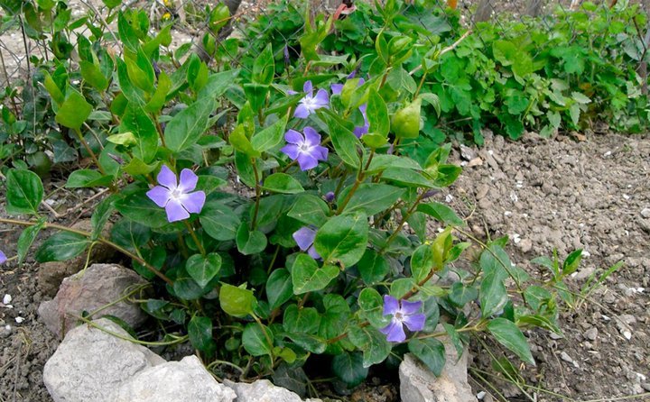 fleurs de jardin de printemps