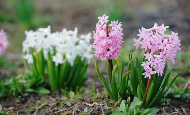 fleurs de jardin de printemps