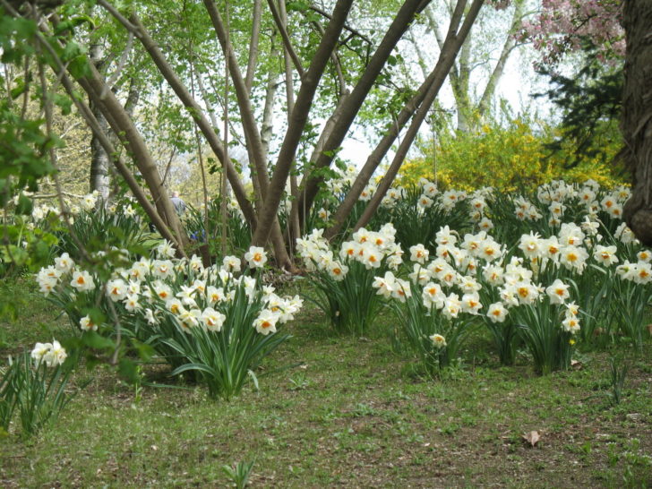 fleurs de jardin de printemps