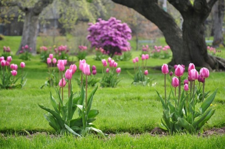 fleurs de jardin de printemps