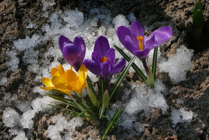 fleurs de jardin de printemps