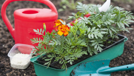 Choisir des fleurs annuelles pour une résidence d'été