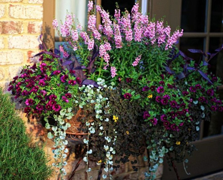 fleurs annuelles pour chalet d'été