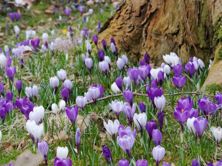 fleurs à offrir