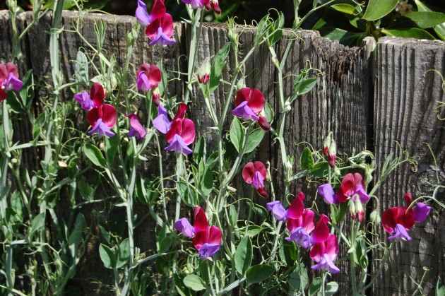 fleurs annuelles pour chalet d'été