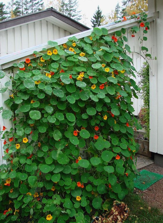 fleurs annuelles pour chalet d'été