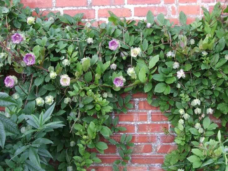 fleurs annuelles pour chalet d'été