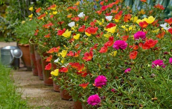 fleurs annuelles pour chalet d'été