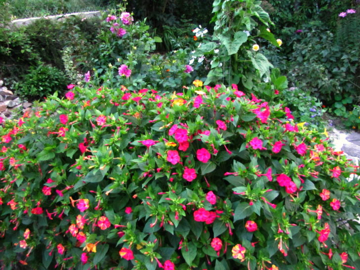 fleurs annuelles pour chalet d'été