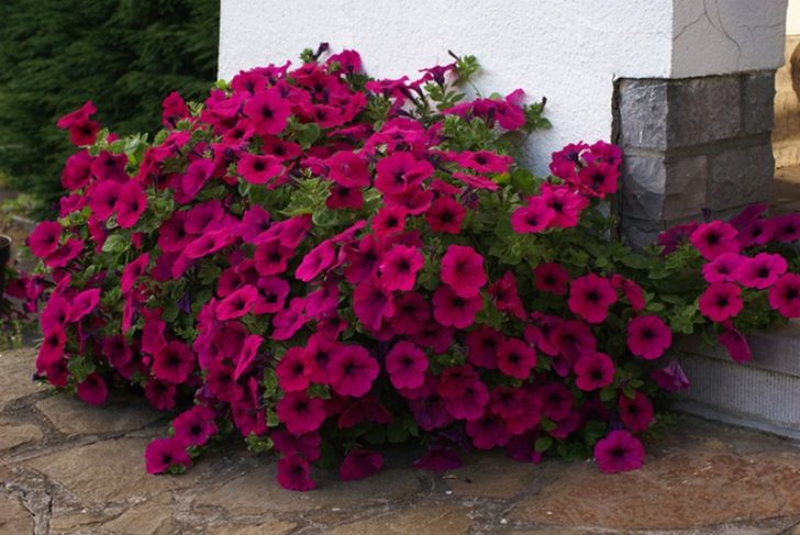 fleurs annuelles pour chalet d'été