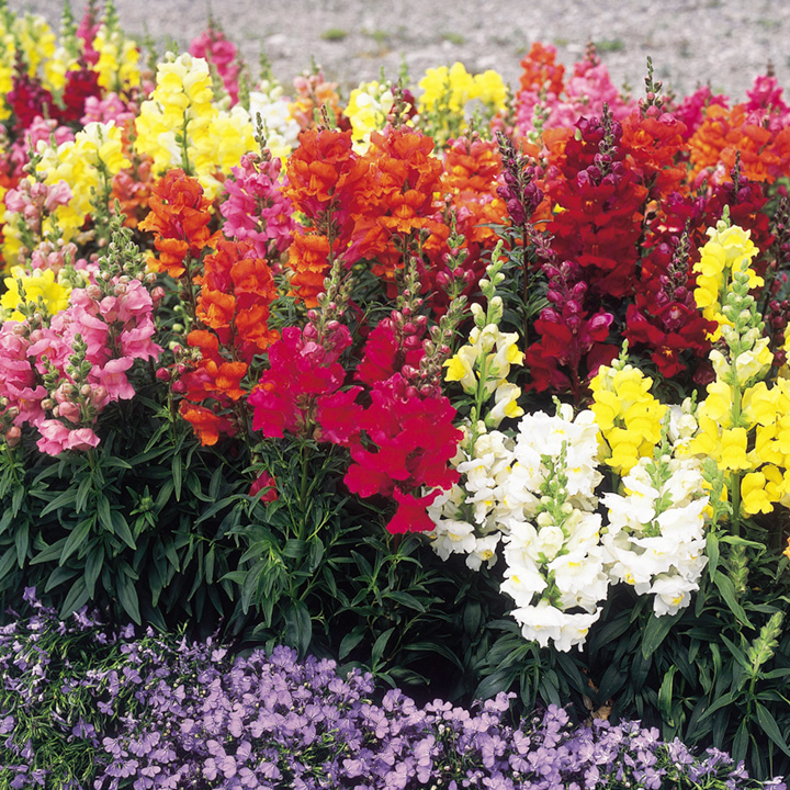 fleurs annuelles pour chalet d'été