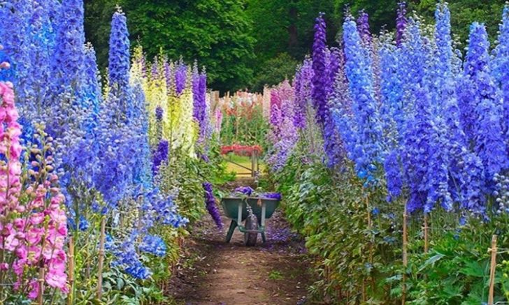 fleurs annuelles pour chalet d'été