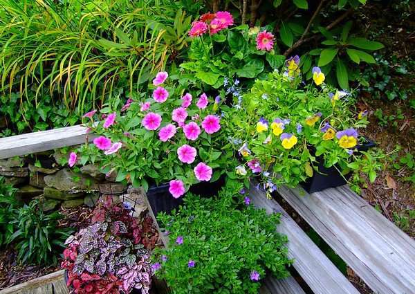 fleurs annuelles pour chalet d'été