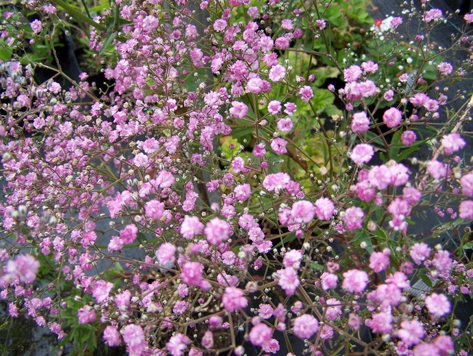 fleurs annuelles pour chalet d'été